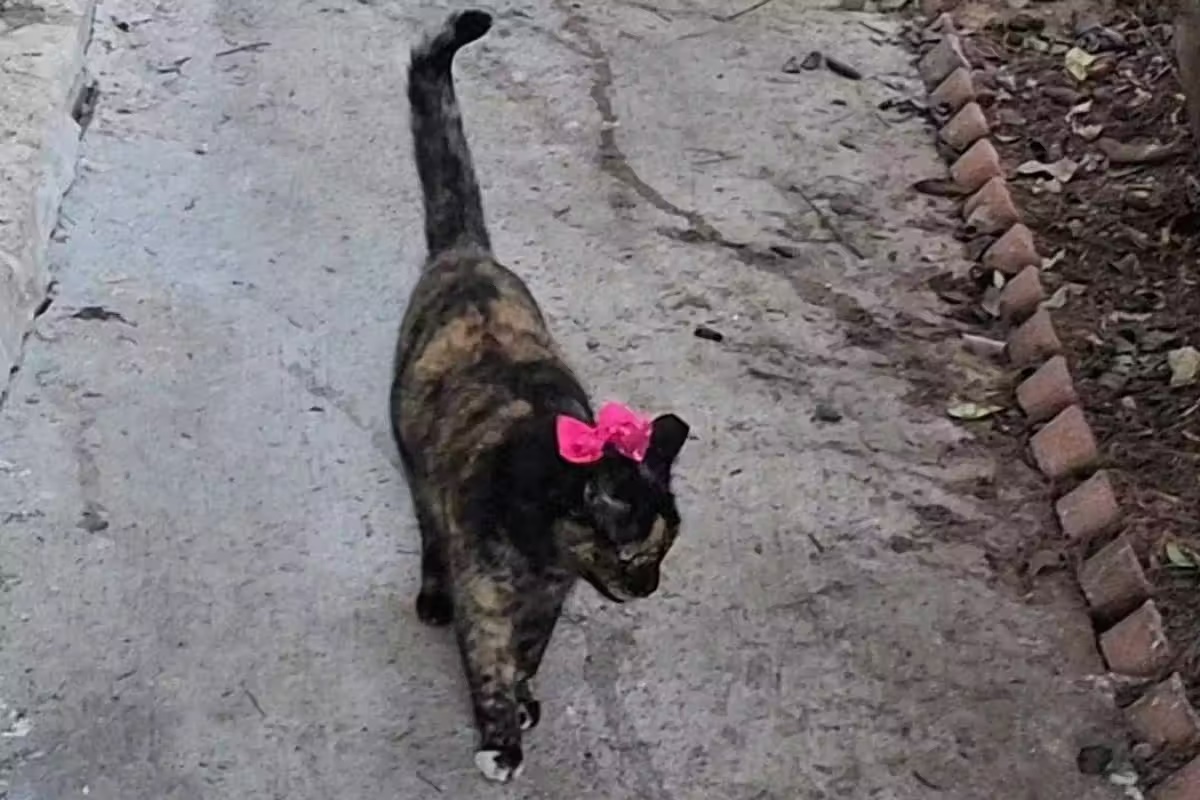 The Cat with 9 Lives
