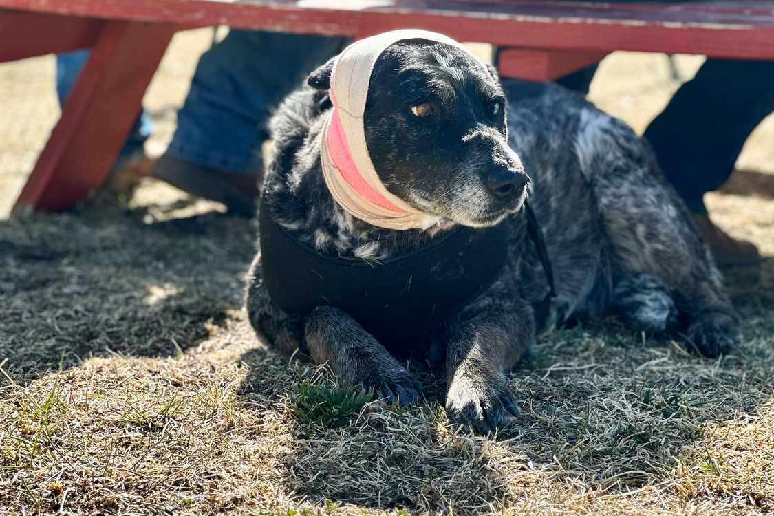 Half-Blind Senior Dog Fights Off a Bear to Protect Family