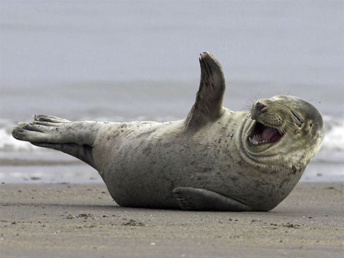 Can Animals Laugh? This Study Says Yes!